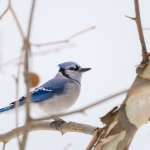 ABD-Issizlik-Basvurulari-Beklentileri-Asti-Piyasalarin-Gozu-Fed8217de-featured