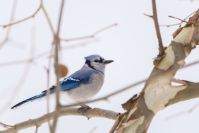 ABD-Issizlik-Basvurulari-Beklentileri-Asti-Piyasalarin-Gozu-Fed8217de-featured
