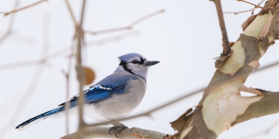 ABD İşsizlik Başvuruları Beklentileri Aştı: Piyasaların Gözü Fed’de