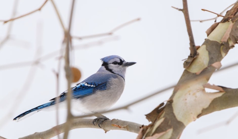 ABD-Issizlik-Basvurulari-Beklentileri-Asti-Piyasalarin-Gozu-Fed8217de-featured