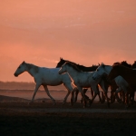 Meram8217dan-Dunya-Sahnesine-Ayse-Tekin-UNDP-Zirvesi8217nin-Ilk-Turk-Kadin-Konusmacisi-featured