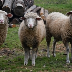 Kurbanlik-Fiyatlari-2024-Buyukbas-ve-Kucukbas-Ne-Kadar-featured