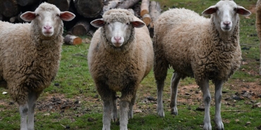 Kurbanlik-Fiyatlari-2024-Buyukbas-ve-Kucukbas-Ne-Kadar-featured